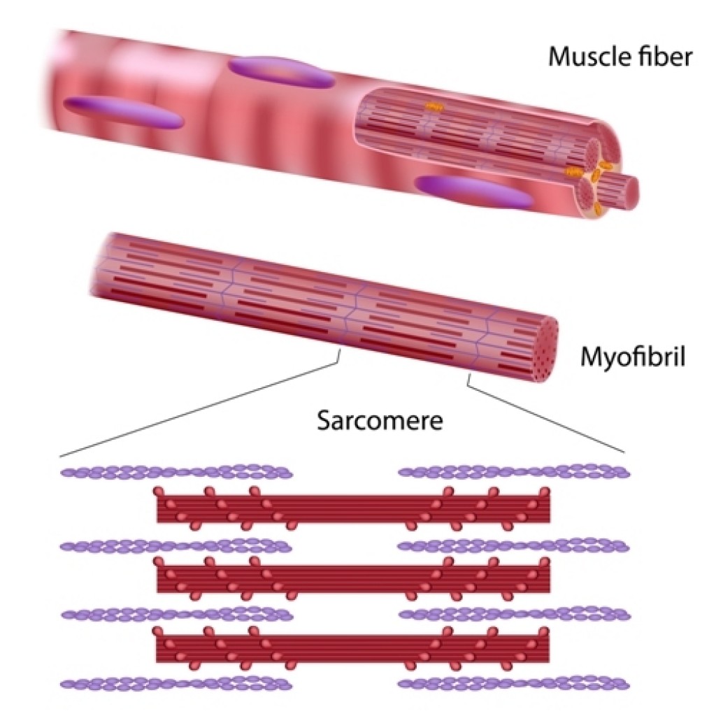 Protein Found Crucial for Proper Functioning of the Heart